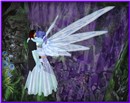 Blue Butterfly Love