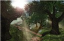 A path in the forest