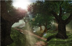 A path in the forest