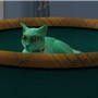 Spade in Bed