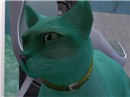 Spade Makes a Weird Face