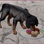 Dogs like sweetie
