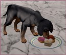 Dogs like sweetie