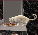 Cats like sweetie