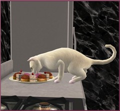 Cats like sweetie