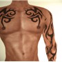 Torso