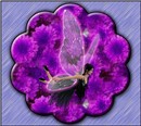 I am a Butterfly Fae.