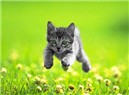 Kitty
