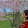 Cherry blossoms