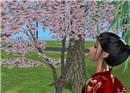 Cherry blossoms