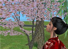 Cherry blossoms