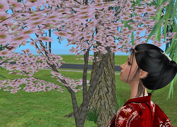 Cherry blossoms