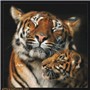 animal079