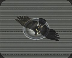 Hawk