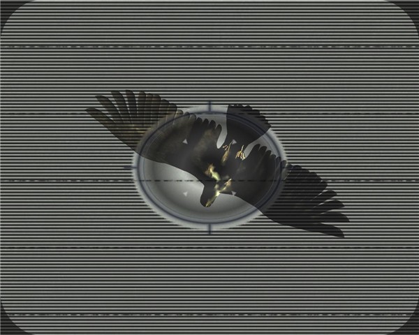 Hawk