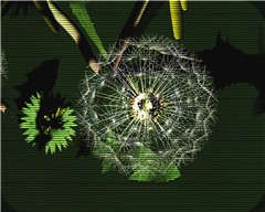 Dandelion Clock
