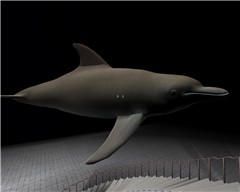 Dolphin