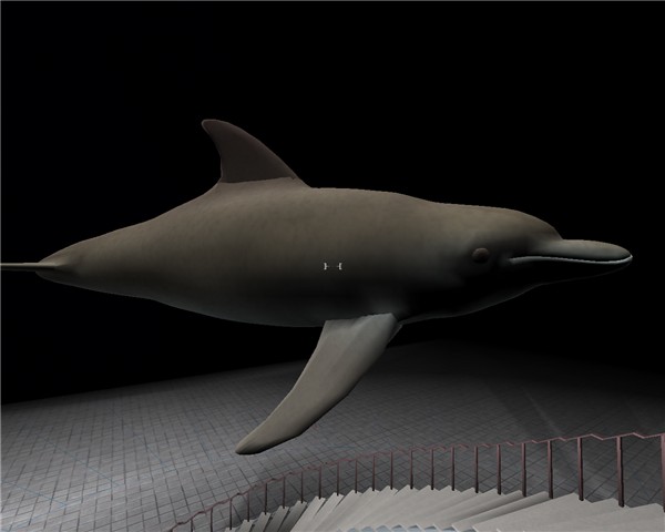 Dolphin