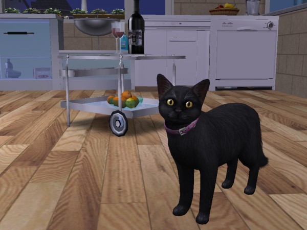 Cat