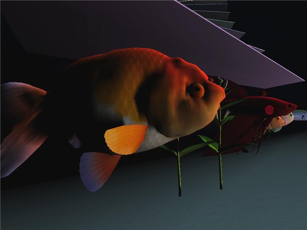 Fish Data Base
