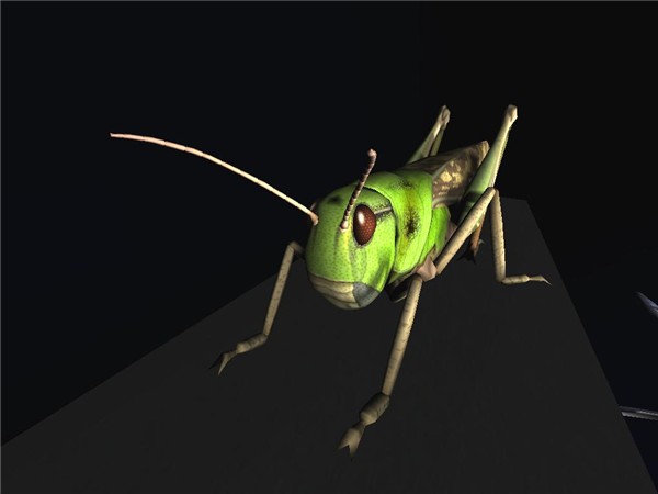 Locust1