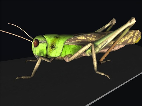 Locust2