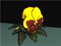 Pansy