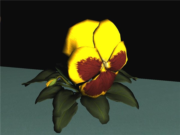 Pansy