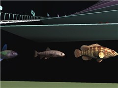 More Fish
