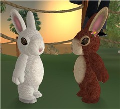 BUNNIES!