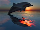 dolphin