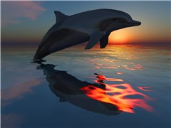 dolphin