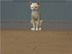 The Winking Cat