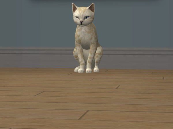 The Winking Cat