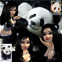 panda dream