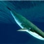whale 3