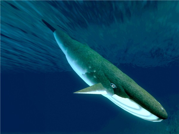 whale 3