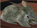 Birthday bunny