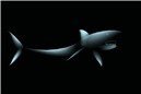shark