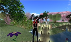 Butterfly Island