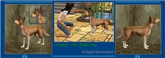 Australia Day - Cooinda The Dingo Dog