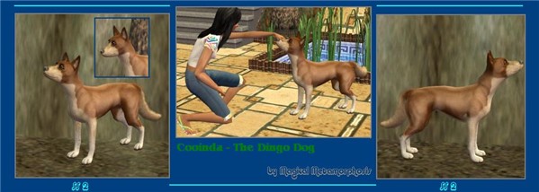 Australia Day - Cooinda The Dingo Dog