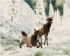 Animals