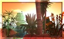 sunset copy small size