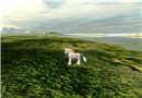 esotica