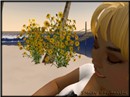 Day in the Sun