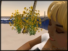 Day in the Sun
