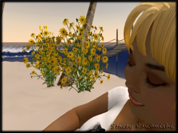 Day in the Sun