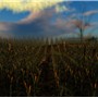 Gumbo and Corn
