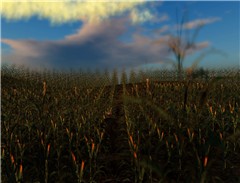 Gumbo and Corn